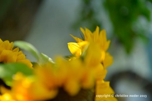 Sonnenblumen Farbe